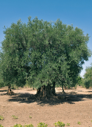 L'olio extravergine d'oliva: oro di Corato